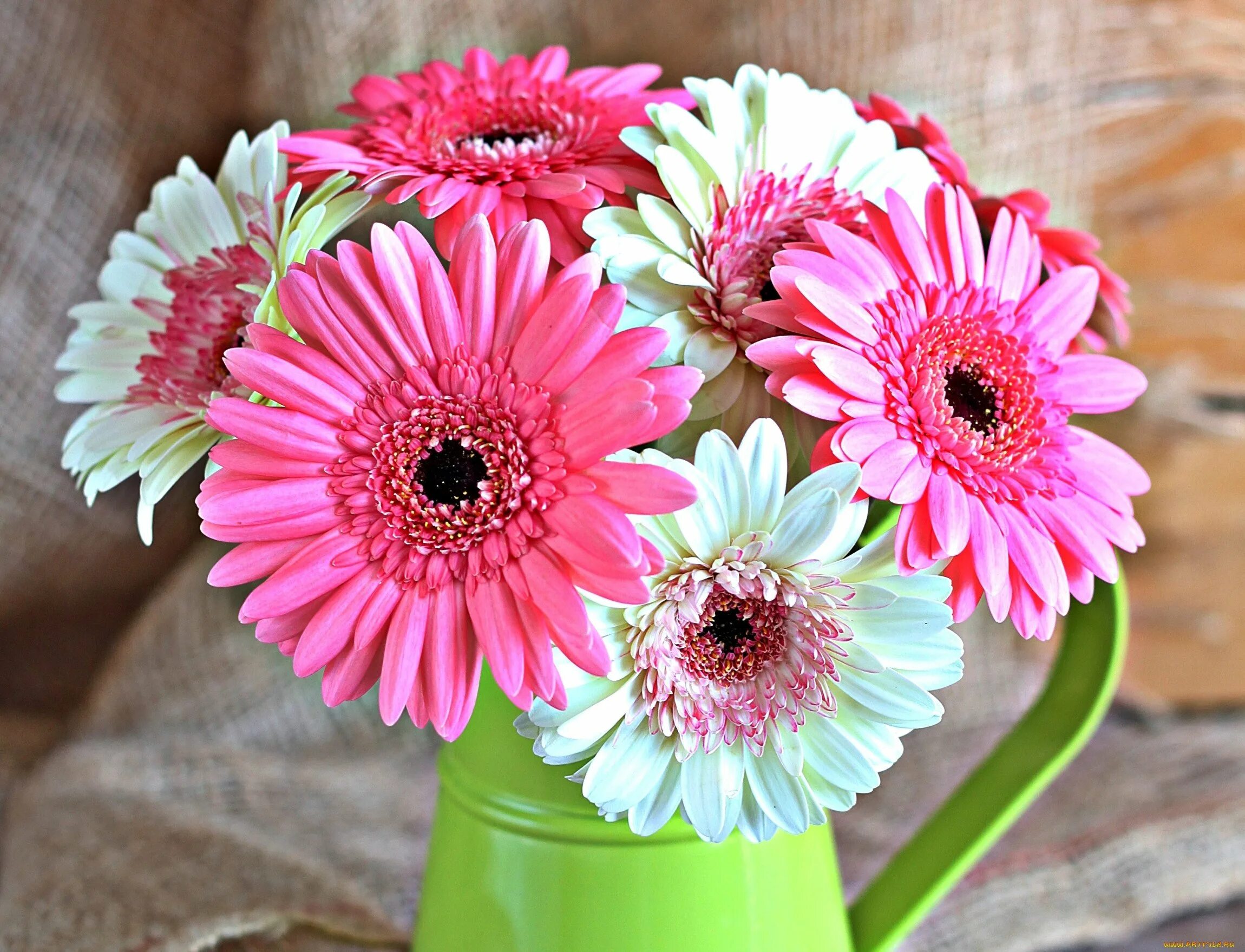 Герберы фото цветов Гербера (50 фото цветов): виды и правила ухода HappyModern Gerbera daisy bouqu