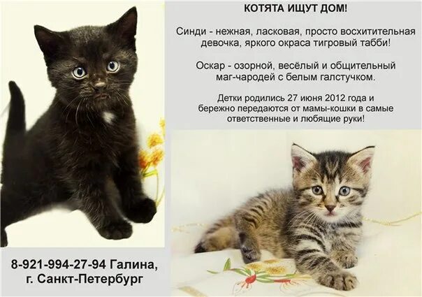 Объявления отдам котят в добрые. Красивые объявления о котятах. объявление о продаже котят. что написать в объявлении о котятах. необычные объявления о котятах.