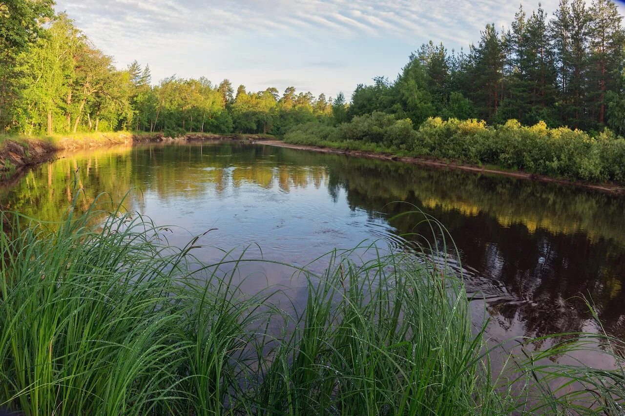 Заповедник мещера. Мещера Окский заповедник. Парк Мещера во Владимирской области. Река пра Мещерский заповедник.