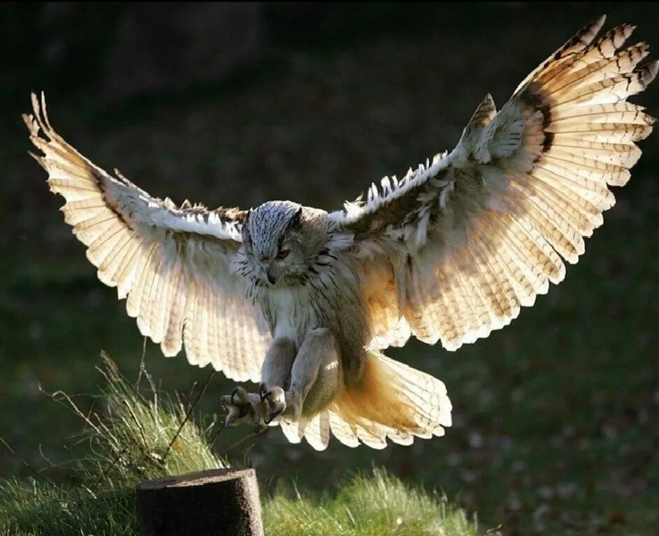 Сова в полете. Ястреб пустельга сокол пустельга. Ястребиная пустельга. Заставка на рабочий стол птицы. Взмах крыльев птицы.