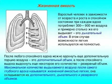 Количество вдохов выдохов в минуту