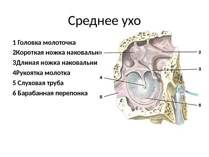 В среднем ухе расположены органы. Среднее ухо. Среднее ухо молоточек. Строение среднего уха. Среднеу Хо.