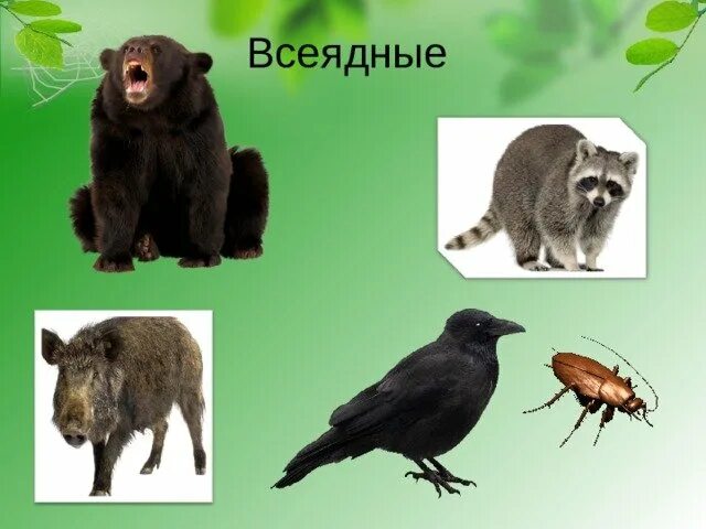Примеры всеядных животных. Примеры всеядных животных