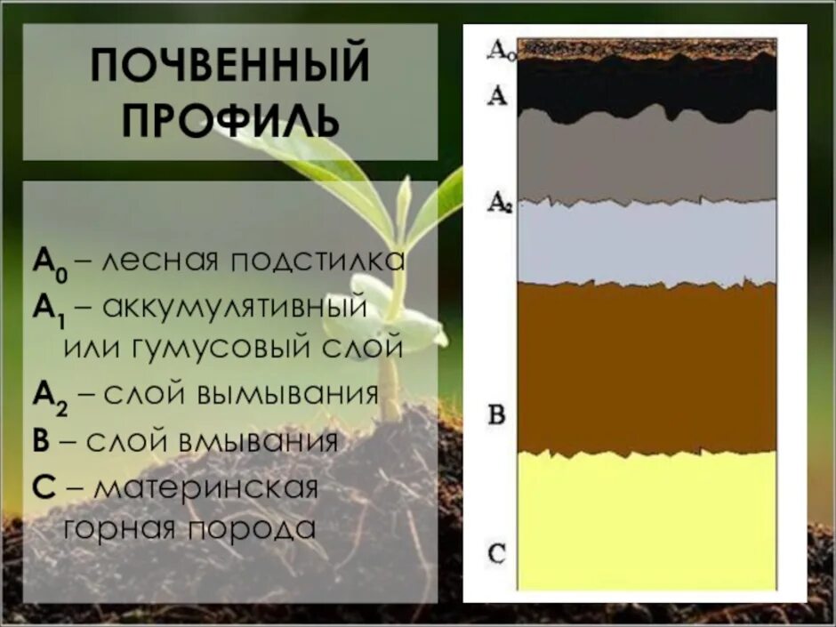 Материнская порода гумусовый вымывания вмывания. Лесная подстилка гумусовый Горизонт Горизонт вымывания. Почвенный Горизонт а-0 подстилка. Почвенный прфмльи его слои. Почвенный профиль.