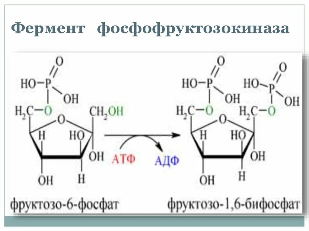 Фруктоза в фруктозо 6 фосфат. Превращение глюкозо 6 фосфата в фруктозо 6 фосфат. Гюкоза-6-фосфат в фруктозу-1-фосфат. Глюкозо 6 фосфат в фруктозо 6.