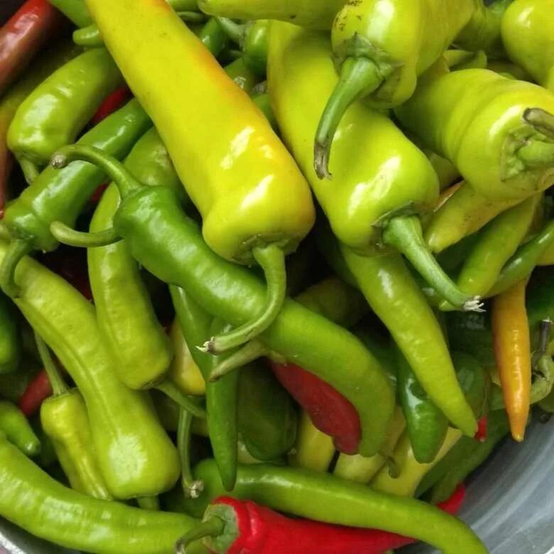 Горький перец халапеньо фото и описание Free Images : food, produce, vegetable, bell pepper, flowering plant, jalapeno,