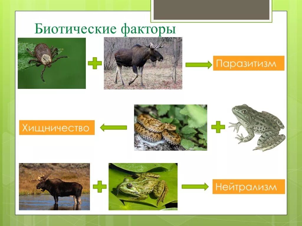 Биотические факторы болота