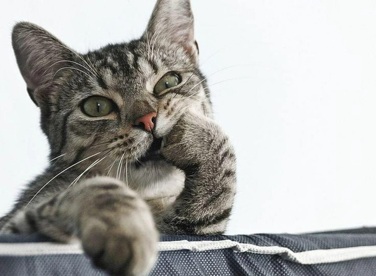 Коти нет. Кот думает. задумчивый котик. задумчивый. внимательный кот.