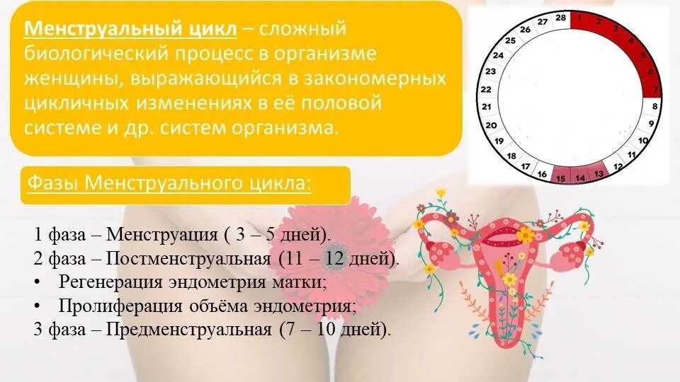 15 дней месячных причины. Менструальный цикл. Цикл менструационного цикла. Менструальный цикл менструальный цикл. Менструальный цикл норма.