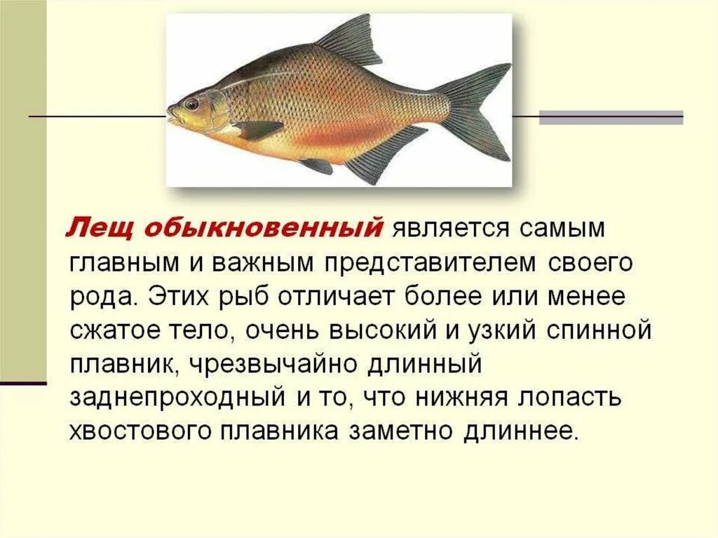Особенности рыб 2 класс. Лещ карповые. Форма тела леща. Презентация рыба лещ. Интересные факты о леще.