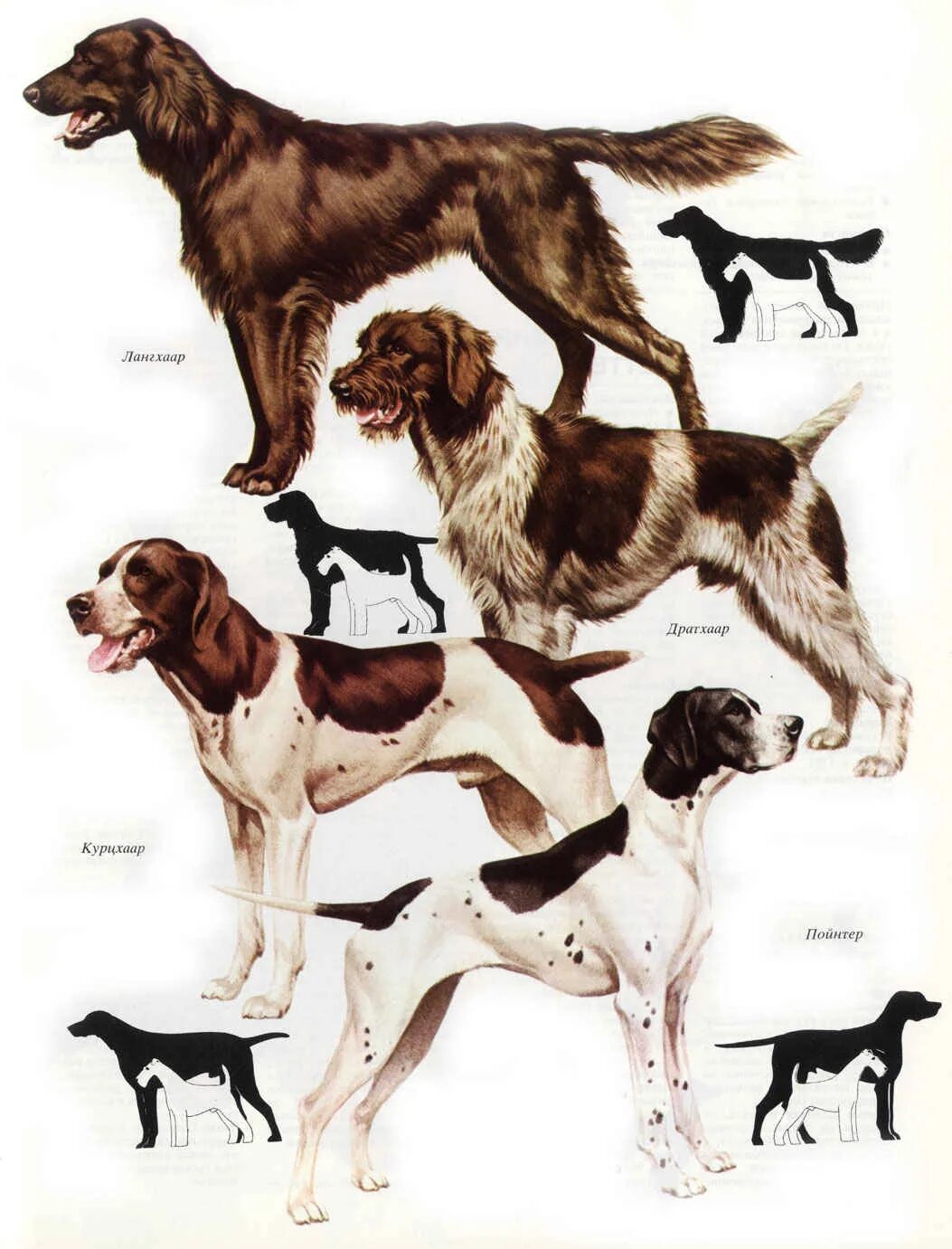 Cesky Fousek Dog: A Versatile Companion