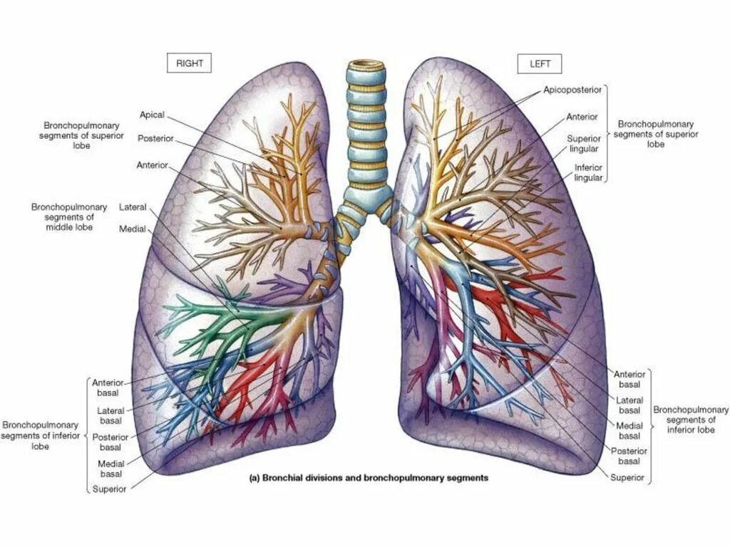 бронхи глаза. бронхиальное дерево анатомия легких. дыхательная функция легких схема. бронхи в разрезе. проекция бронхов.