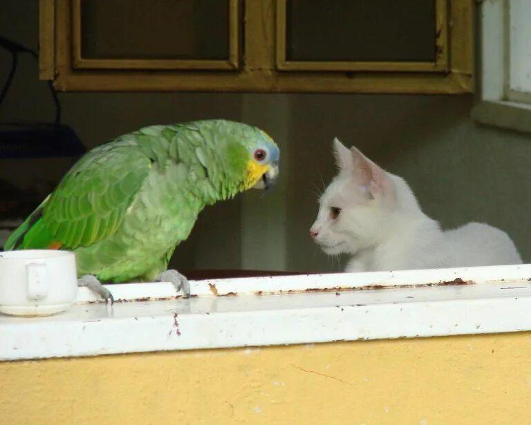 Волнистый попугай и кошка. Попугай который ладит с кошками. Волнистые пупае и кошки. Корелла уживается с волнистыми попугаями.