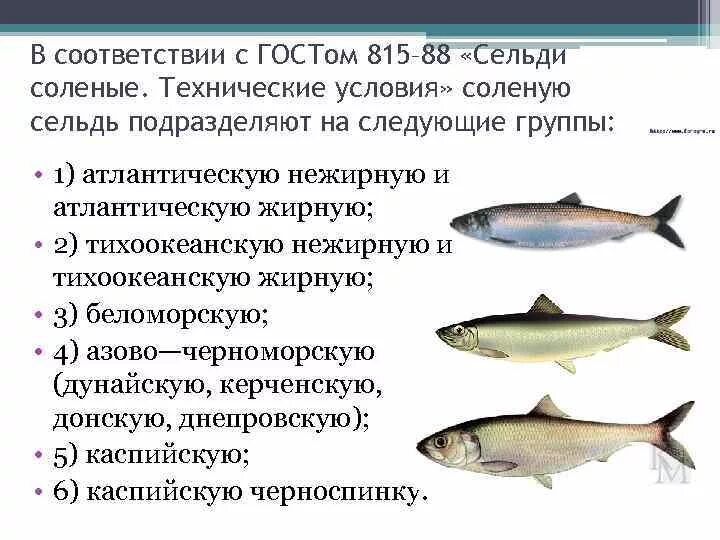 Где обитает селедка