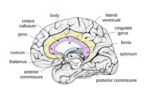 Corpus callosum.
