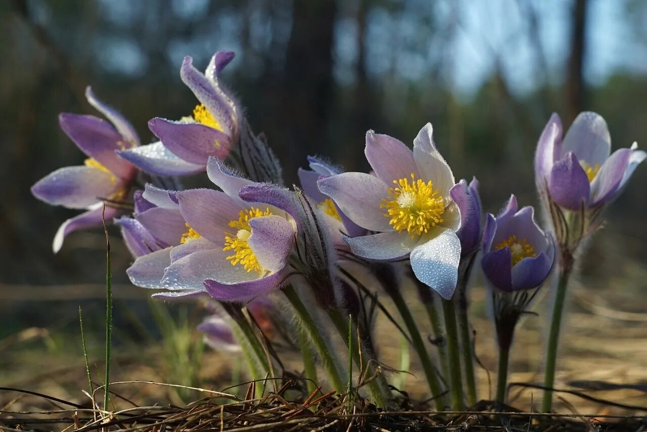 первоцветы (подснежники, крокусы, гиацинты). раннецветущие растения первоцветы. первоцветы пролеска. примула первоцвет весенний. лесные первоцветы.