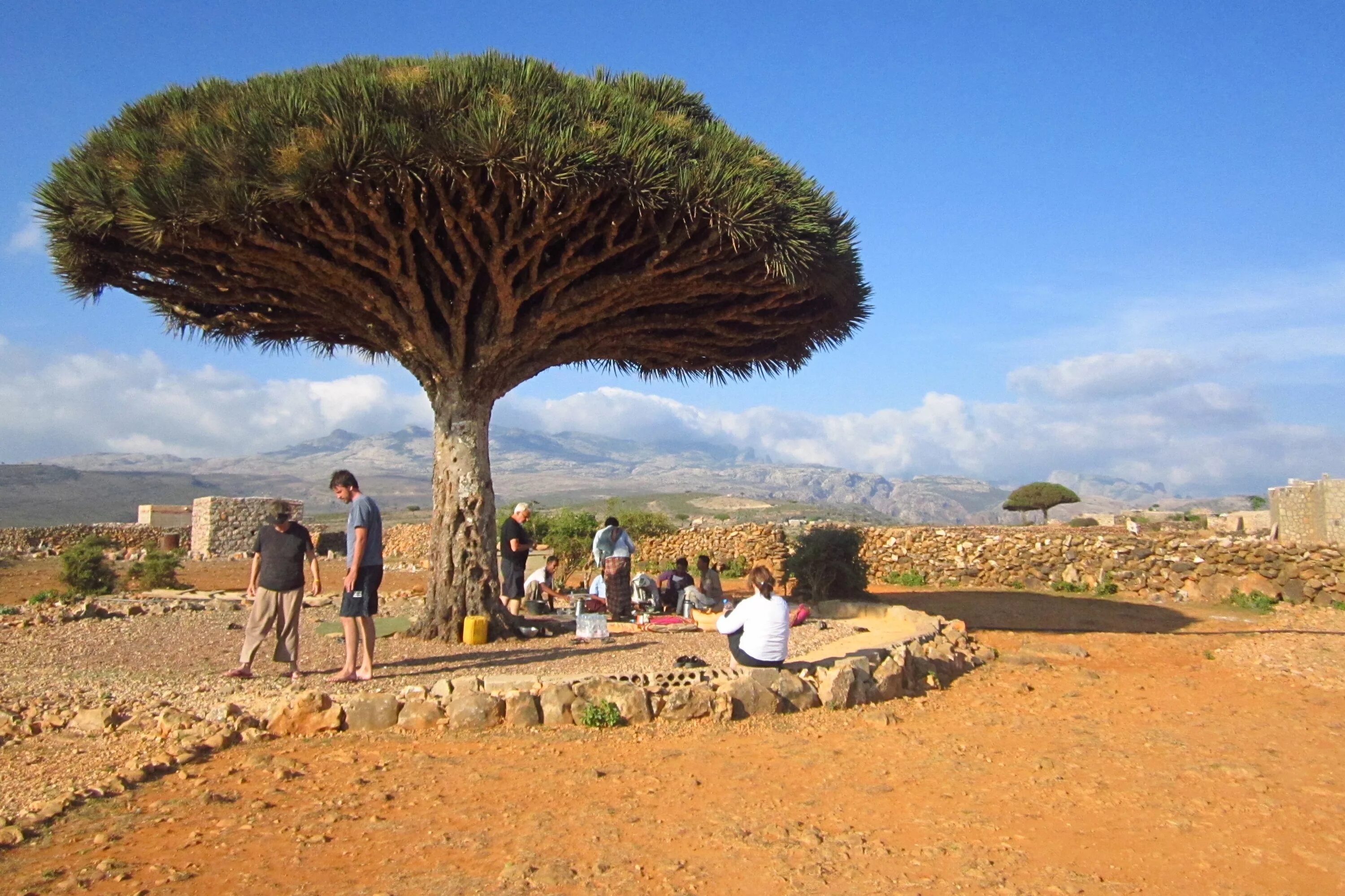Драконово дерево где. Деревья острова Сокотра Йемен. Сокотра Драконово дерево. Архипелаг Сокотра Йемен. Сокотра остров деревья.