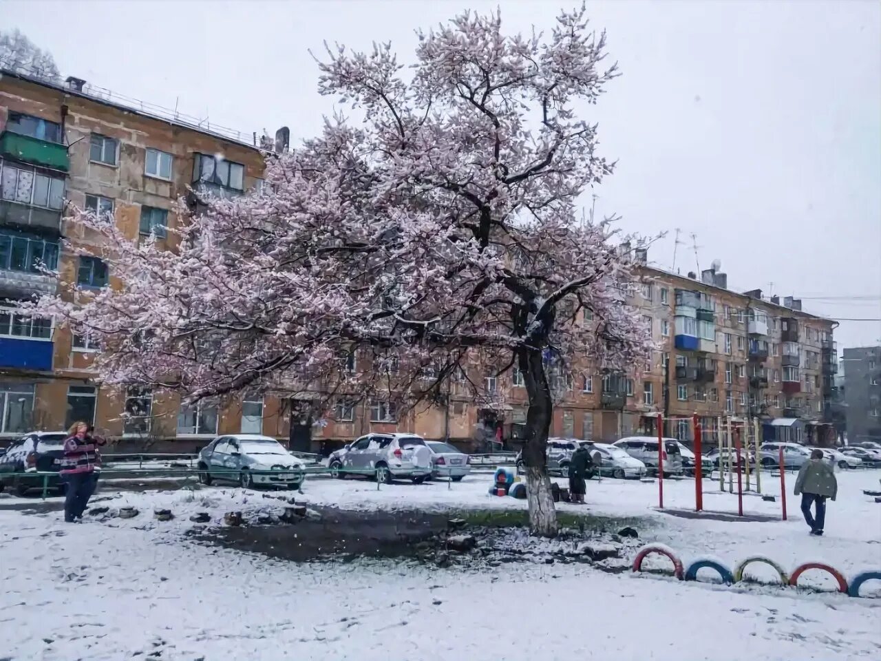 Новокузнецк Сакура Запсиб. Цветение Сакуры Новокузнецк. Сакура Новокузнецк заводской район. Тореза 52 Сакура.