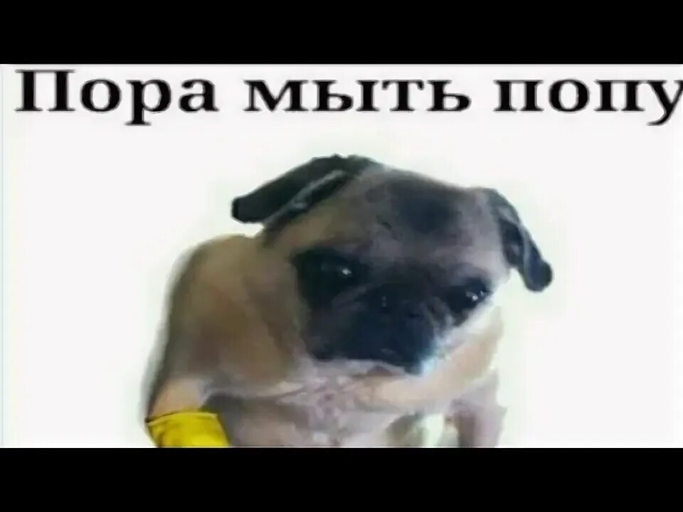 Мем попу мыть нужно каждый день Руки мыть нужно РАЗ в ГОДУ, Попу мыть можно и в ТАЗУ Пародия смотреть видео он