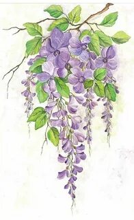 Глициния рисунок