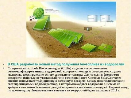 Из водорослей получают