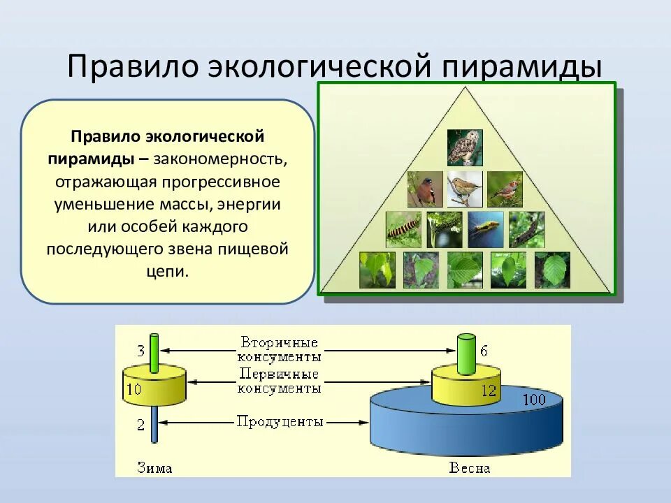 Отражены правило. Правило экологической пирамиды. Экологическая пирамида. Экологическая пирамида прваилр. Звенья экологической пирамиды.