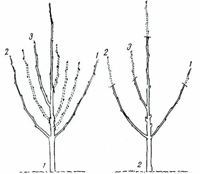 Обрезка молодых яблонь для начинающих. Формировка саженца яблони. Схема обрезки яблони весной. Схема обрезки груши весной. Обрезка груши схема.