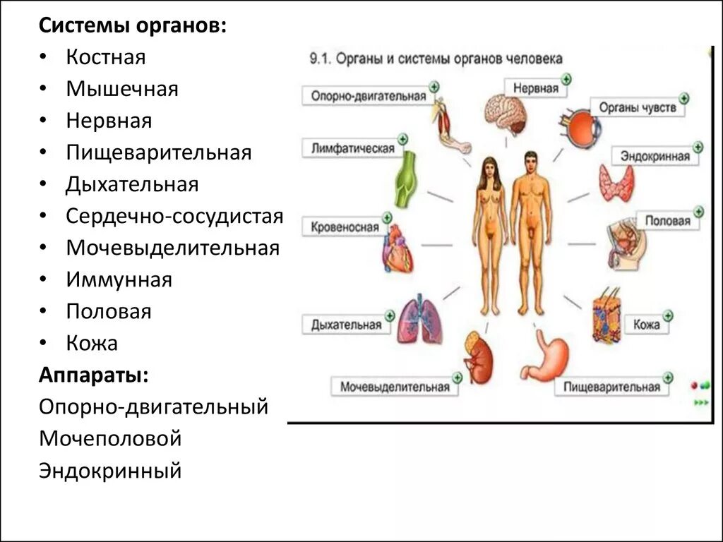 Системы органов человека состав и функции. Системы организма человека(строение и функции). 12 Систем органов человека таблица. Органы и системы органов человека. Функции органов в организме человека.