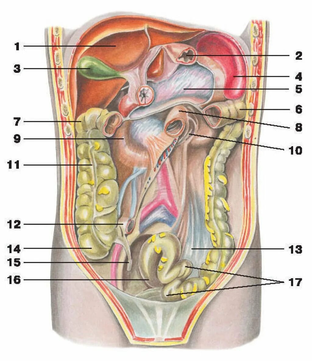 Анатомия брюшной полости человека. Анатомия расположение органов брюшной полости. Строение человека внутренние органы мужчины брюшной полости. Анатомия человека брюшная полость женщины. Железа женские органы