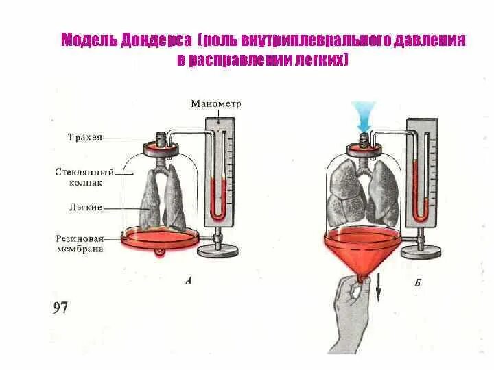 Схема Дондерса физиология. Модель Дондерса схема. Опыт Дондерса физиология. Модель Дондерса ЕГЭ.