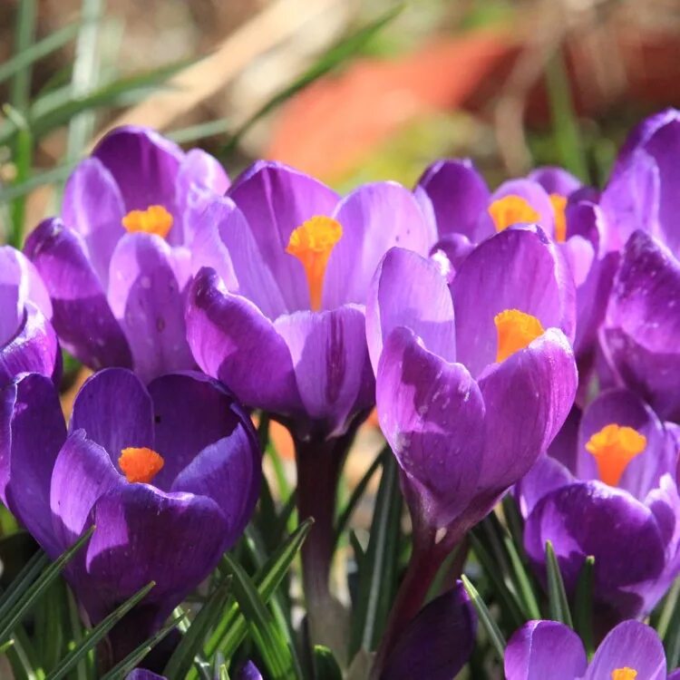 Какой сегодня крокус. Крокус Флауэр рекорд. Крокус Flower record. Крокус весенний Crocus vernus. Крокус вернус Флауэрс рекорд.