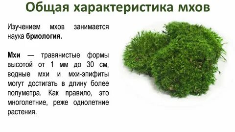 Презентация про мхи 7 класс