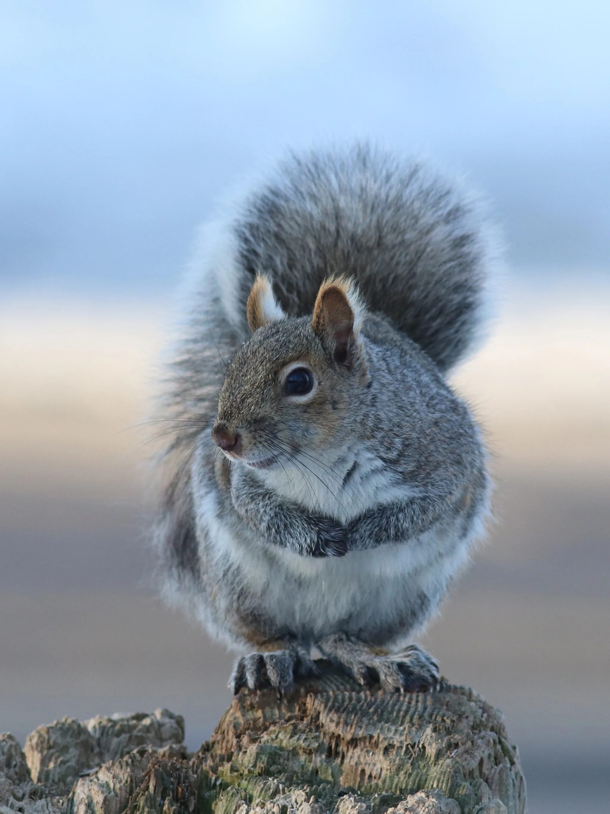 Серо-рыжие белки. Западная серая белка. Североамериканская белка. Восточная серая белка. Sciurus griseus.