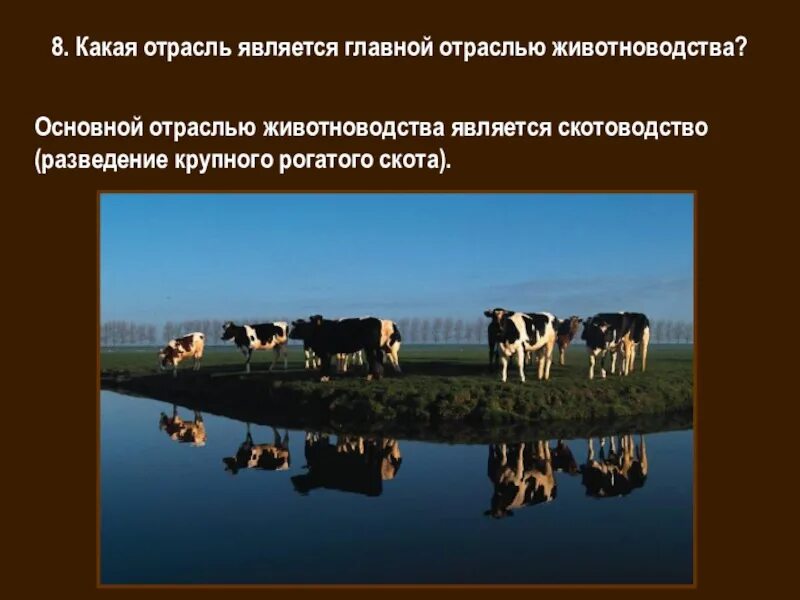 Ведущей отраслью животноводства является. Ведущая отрасль животноводства. отрасли животноводство в европе. основная отрасль животноводства в казахстане. основной отраслью животноводства является.