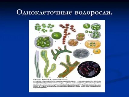 Красные одноклеточные водоросли представители