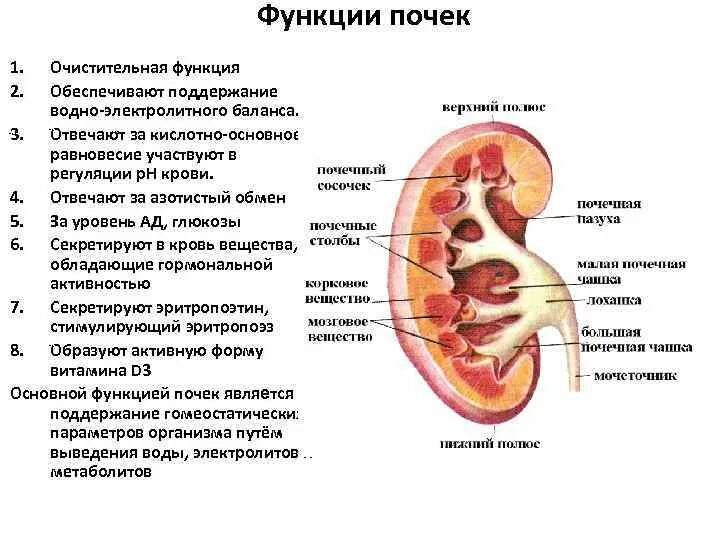 Строение и функции почек конспект. Строение почки и ее функции. строение функции почек органы функции. строение почек и функции почек. функции почек анатомия.