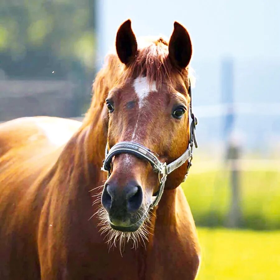 знаменитые лошади. лошадь 7 лет. лошадь кобыла под хвостом. лошади конкур. подслушано в бакале челябинской области.