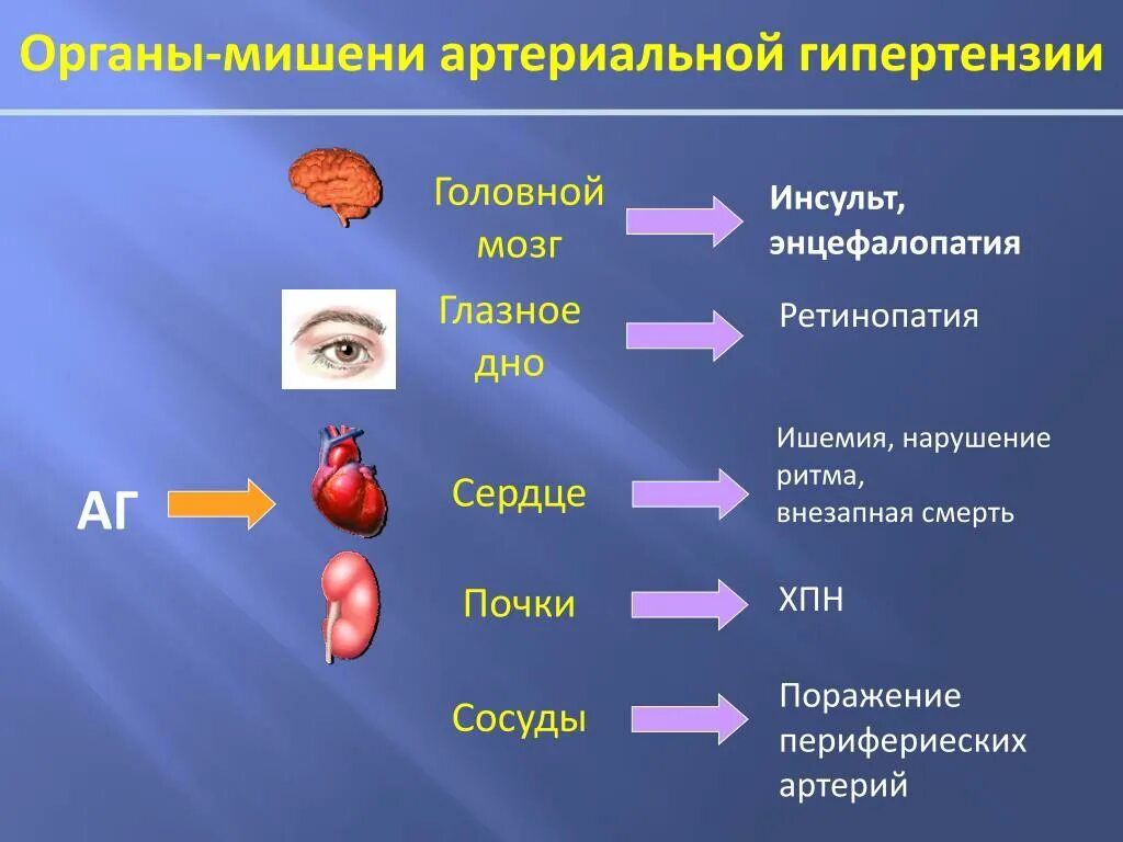 Органы мишени при артериальной. Органы-мишени при артериальной гипертензии. Органы мишени при артериальной гипертонии. Поражение органов мишеней при гипертонической болезни. Гипертонический криз органы мишени.