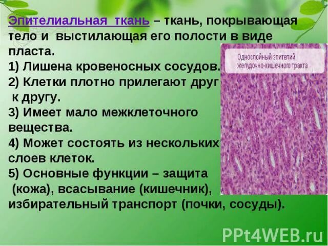 Наличие межклеточного вещества в эпителиальной ткани. Эпителиальная ткань растений. Эпителиальная ткань ткань покрывающая. В эпителиальной ткани есть межклеточное вещество.