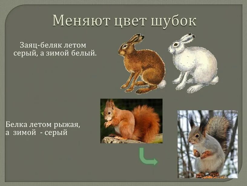 Животные меняют цвет зимой. Какие животные меняют шубку. Заяц меняет цвет шубки. Заяц меняет окрас. Какое главное различие белки и зайца