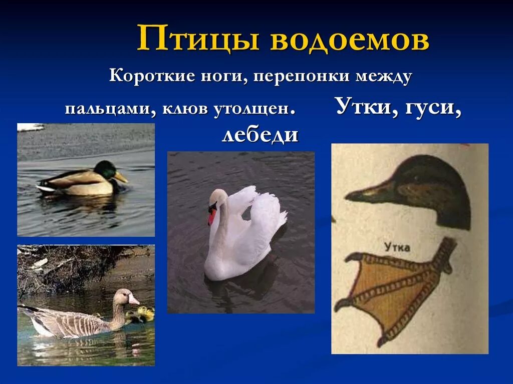 Особенности водоплавающих птиц. Птицы водоемов. Птицы водоемов и побережий. Птицы подоёмов и побереж й. Водоплавающие птицы представители.