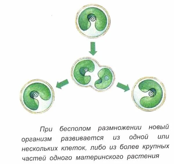 Простым делением клеток размножаются. Размножение делением клетки у растений. Бесполое размножение растений способ деления. Деление тела бесполое размножение. Бесполое клеточное деление.