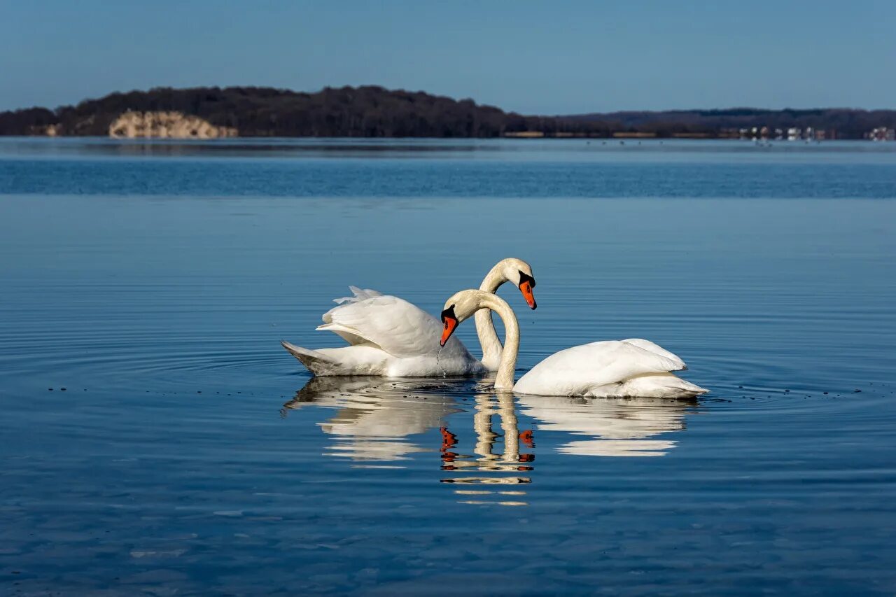 Озеро Нарочь лебеди. Красивые лебеди. Лебеди на озере. Красивая природа с лебедями. Красивые озера лебеди