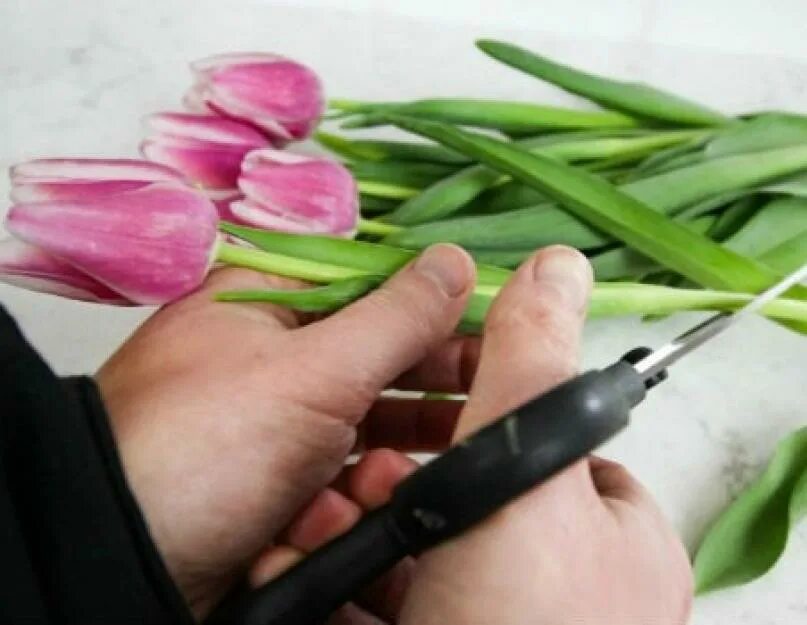 Как подрезают тюльпаны после покупки