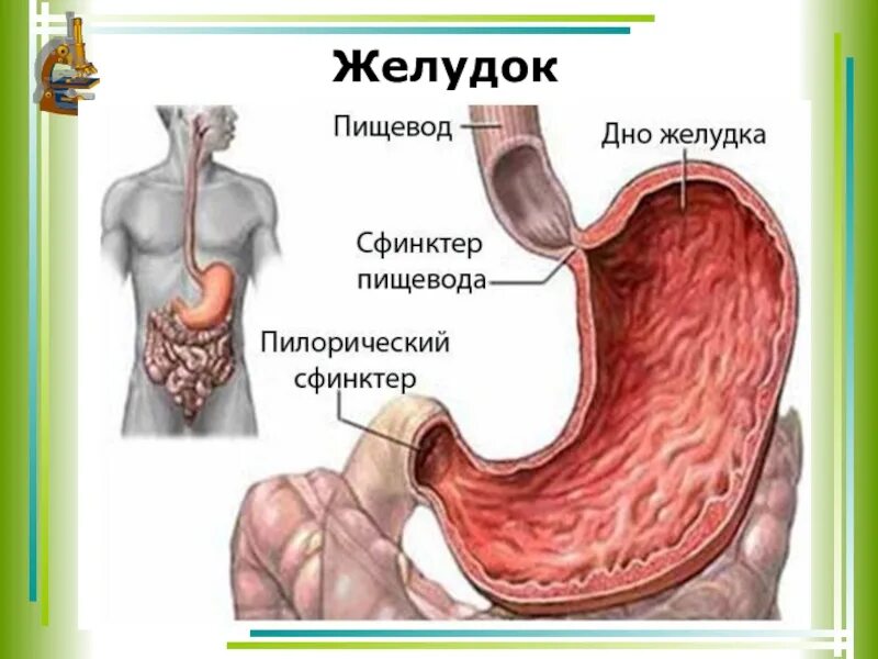 Между пищеводом. Пилорический сфинктер желудка. Желудок сфинктер привратника анатомия. Пилорический клапан желудка. Кардия желудка что это такое анатомия.