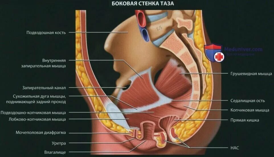 Дисфункция мышц тазового дна. Боковая стенка малого таза. Нарушение функции тазового дна. Анатомия тазового дна у женщин. Тазовая дисфункция