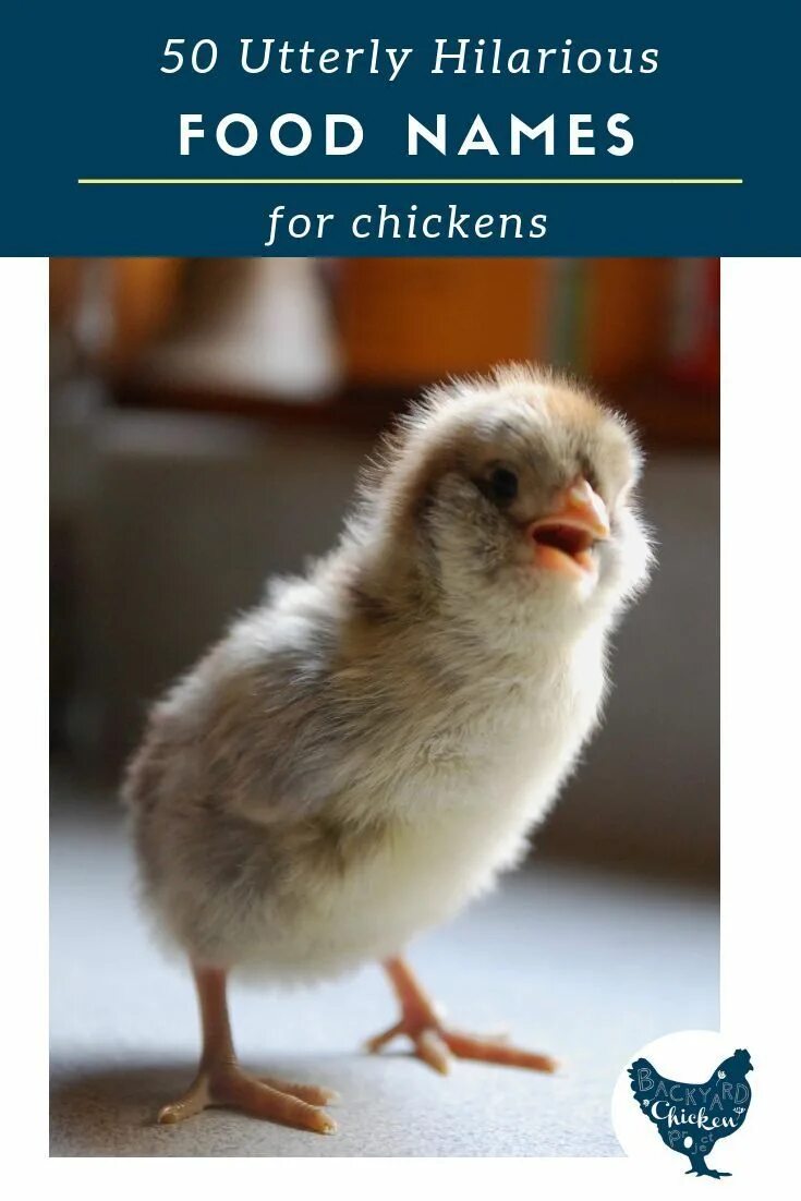 Кличка цыпленка 2 класс. Имена для цыплят. Всемирный день курицы. Придумать кличку цыпленку. Красивые клички для цыпленка.