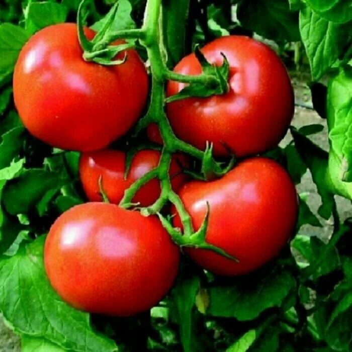 Томат достоинства и недостатки. Томат достоинства и недостатки. Томат сибирский тяжеловес. Томат трюфель красный характеристика и описание. Томаты сорт де барао красный.