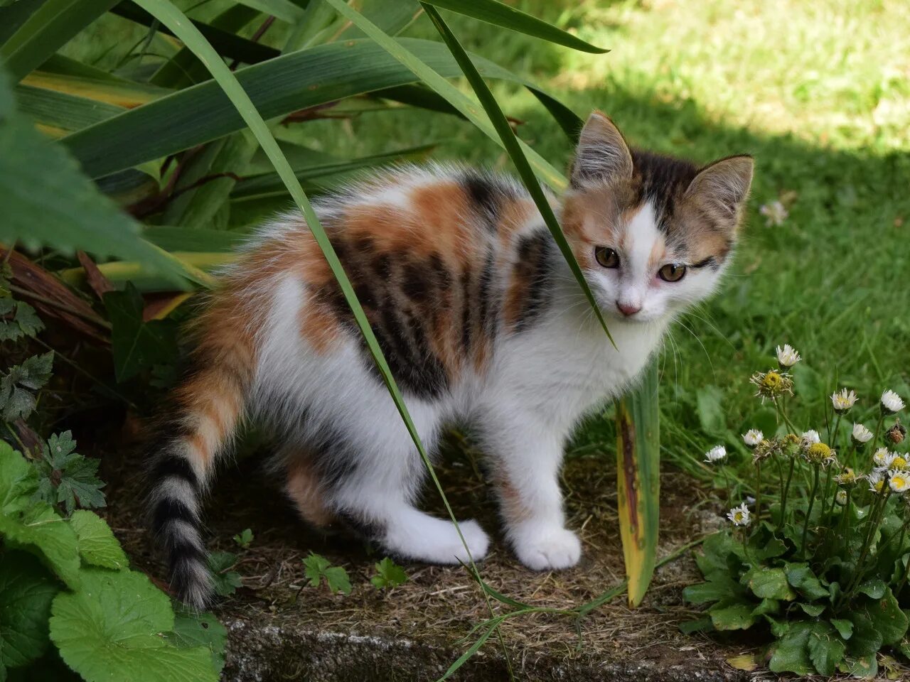 Котенок красивый пятнистый. Детеныши черноногой кошки. Котенок красивый пятнистый. Бенгальская кошка тойгер. Бенгал кошка ф1.