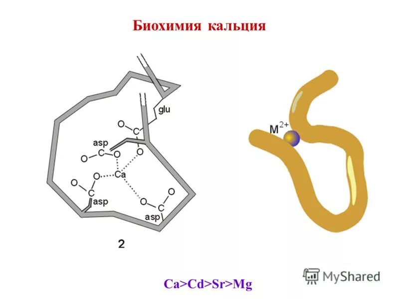 гидроксиапатит кальция формула. кальций биохимия. показатели крови биохимия, кальций. кальций биохимия. как снизить уровень фосфора в крови у человека.